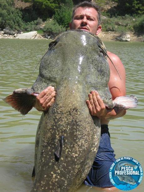 catfish GUIAS DE PESCA DEL SILURO