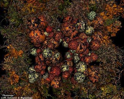 Christa Sommerer & Laurent Mignonneau en el ASM