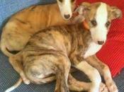 Esto para!!! galguitos meses abandonados (guadalajara)