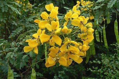Cassia Cassia