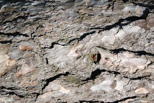 Texturas de cortezas de árboles en alta calidad