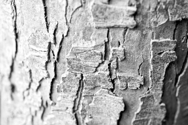 Texturas de cortezas de árboles en alta calidad