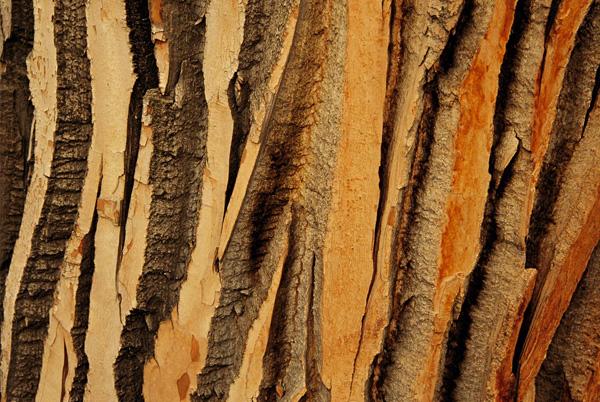 Texturas de cortezas de árboles en alta calidad