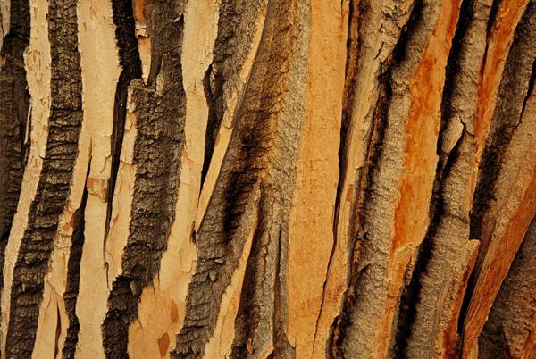 Texturas de cortezas de árboles en alta calidad