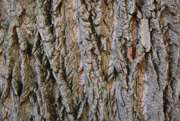 Texturas de cortezas de árboles en alta calidad