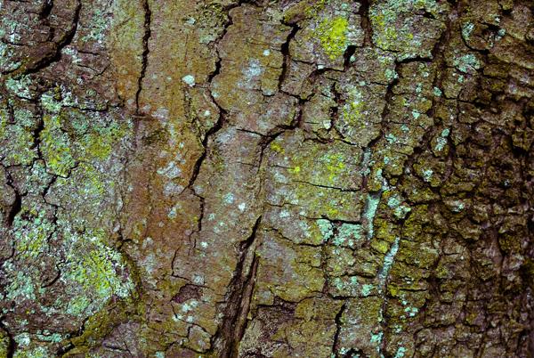 Texturas de cortezas de árboles en alta calidad