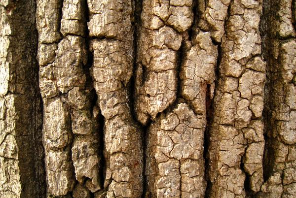 Texturas de cortezas de árboles en alta calidad