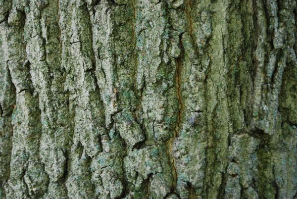 Texturas de cortezas de árboles en alta calidad