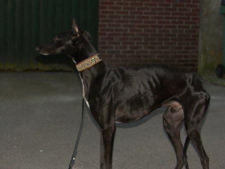 Recordais a Goliat??http://perrosdecasa.blogspot.com/2010...