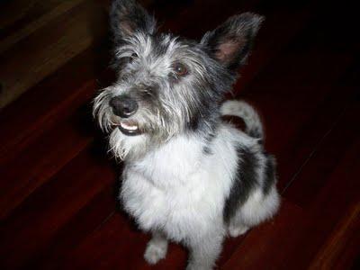 CHIVA, perrina joven hipercariñosa de 7 kilitos en ADOPCIÓN (Cantabria)