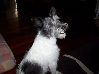 CHIVA, perrina joven hipercariñosa de 7 kilitos en ADOPCIÓN (Cantabria)