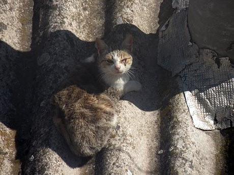 Gatos cansados