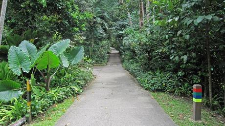 Sobrevivir al aburrimiento en Singapur: Bukit Timah