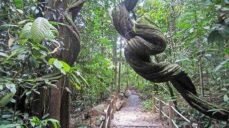 Sobrevivir al aburrimiento en Singapur: Bukit Timah