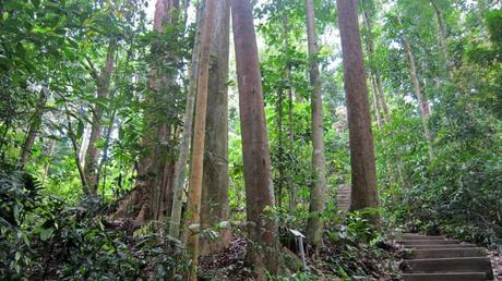 Sobrevivir al aburrimiento en Singapur: Bukit Timah