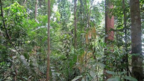 Sobrevivir al aburrimiento en Singapur: Bukit Timah