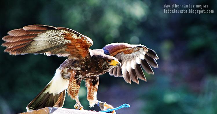 Fotografía realizada en Miranda do Douro, Portugal, a una especie de halcón de la zona de los Arribes del Duero, en una exhibición de aves rapaces