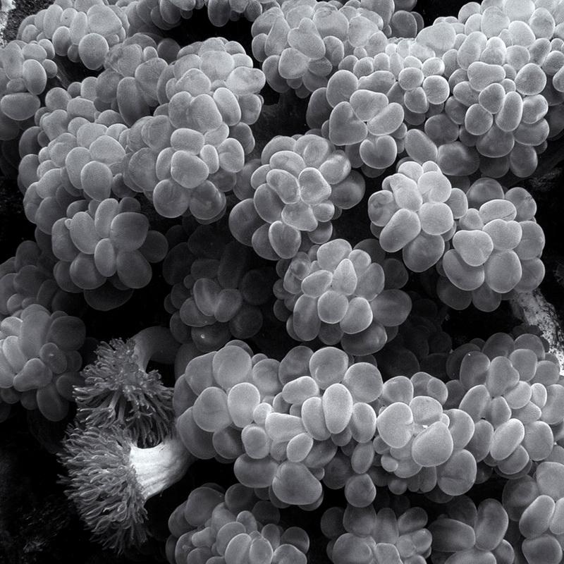 image by Hengki Koentjoro