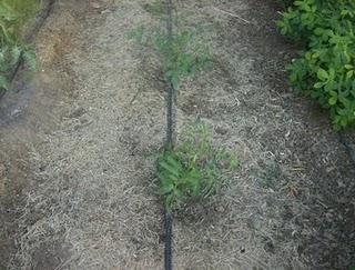 PLANTAR ESQUEJES DE TOMATERAS.