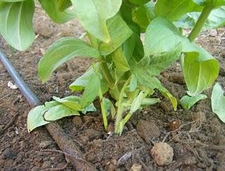 PLANTAR ESQUEJES DE TOMATERAS.