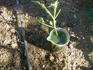 PLANTAR ESQUEJES DE TOMATERAS.