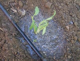PLANTAR ESQUEJES DE TOMATERAS.