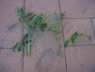 PLANTAR ESQUEJES DE TOMATERAS.