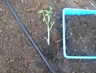 PLANTAR ESQUEJES DE TOMATERAS.