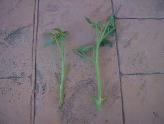 PLANTAR ESQUEJES DE TOMATERAS.