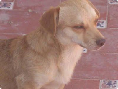 PERRITO RECIÉN ADOPTADO EN MADRID, SE HA PERDIDO, AYUDA ES MUY URGENTE, POR FAVOR...!!