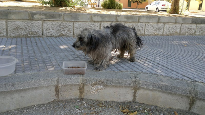 Paco, cruce de caniche en la calle, PÉSIMAS CONDICIONES!! (Sevilla)