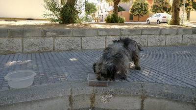 Paco, cruce de caniche en la calle, PÉSIMAS CONDICIONES!! (Sevilla)