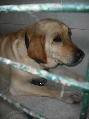 LABRADORA CON OTITIS CRONICA ENTREGADA PARA SACRIFICIO. PERRERA DE JEREZ (CADIZ)