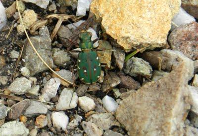 Cicindela