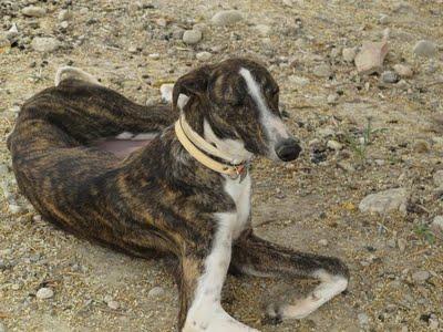 LORD, precioso whippet con pata partida consecuencia de ser tirado por encima de la valla del refugio. (GRANADA)