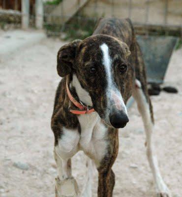 LORD, precioso whippet con pata partida consecuencia de ser tirado por encima de la valla del refugio. (GRANADA)