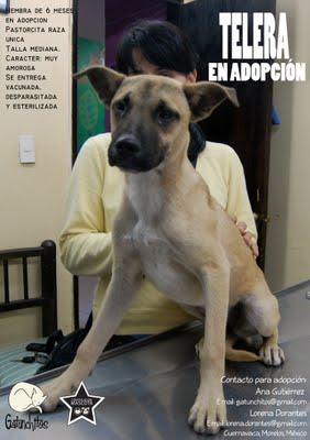 Pastorcita, cachorra en adopción. (Cuernavaca)