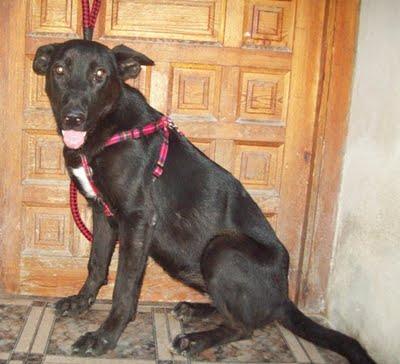 SE HA PERDIDO!! NARA necesita acogida antes del 1 de julio (Murcia)