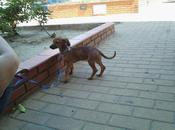 Novedades Chispita