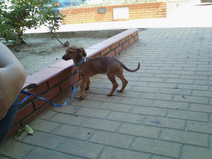 Novedades de Chispita