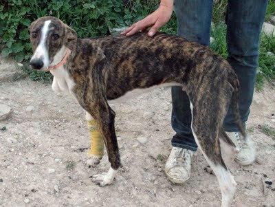 Los galgos no son perfectos... no pueden volar