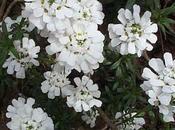 Iberis sempervirens