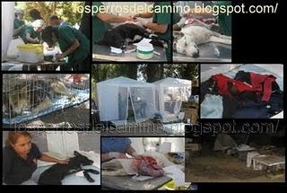 ¿Hay lucro en el movimiento animal?