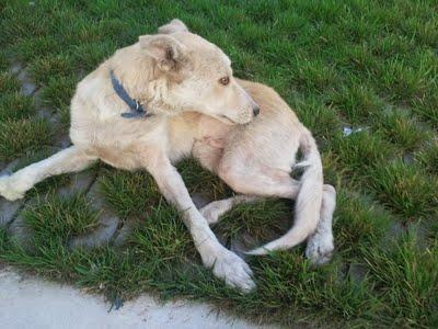 CACHORRO ABANDONADO EN QUART DE POBLET - VALENCIA - AYUDA ESTA EN LA CALLE!!!