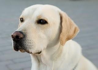 Los perros más listos, más independientes, más tranquilos... Los perros más listos, más independientes, más tranquilos...