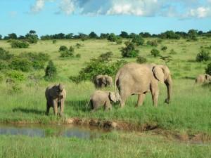 Grupo de elefantes en una reserva de Kenia