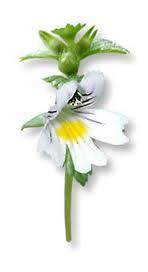 eufrasiaojos Eufrasia, un elixir para los ojos