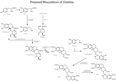 Biosintesisi de emetina cefalina