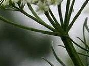 Aceite esencial Comino