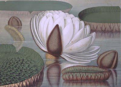 Grandes y hermosas: el nenúfar gigante